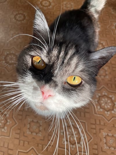 The image is a close-up, top-down view of a cat's face. The cat has gray and white fur, with striking yellow eyes. Its pink nose and long white whiskers are prominent. The background appears to be a tiled floor with a brown, patterned design. The lighting suggests natural light, possibly sunlight, creating highlights on the cat's fur and eyes. There is no indication of the city of Yelets, Russia, in the image.