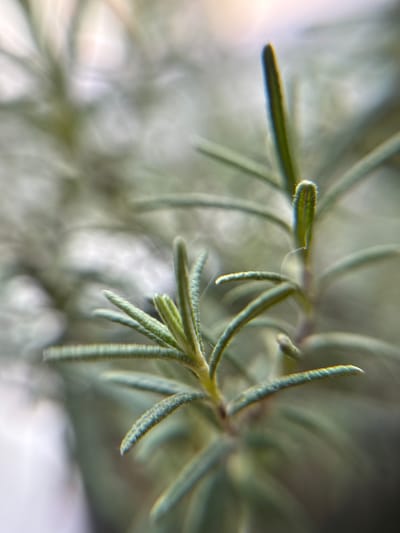 This is a close-up, macro photograph of a rosemary sprig. The subject is a portion of a rosemary plant, showing several needle-like leaves and stems. The focus is on the texture and details of the leaves, which appear fuzzy and have a slightly rough surface. The colors are predominantly green and muted gray-green, with hints of yellow and white in the highlights and background. The background is heavily blurred, creating a soft, ethereal effect that draws attention to the sharp details of the rosemary. The lighting appears to be natural, possibly diffused, as there are no harsh shadows and the highlights are soft. The image conveys a sense of freshness and natural detail, emphasizing the intricate beauty of the plant at a microscopic level. The location context of Bogolyubovo, Russia, does not provide specific cues within the image itself, as the subject is a common herb. No text is visible in the image.