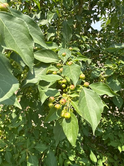 A close-up, sunlit shot of branches on a tree, laden with small, green, round fruits and large, oval green leaves. The fruits are clustered together, some showing a reddish blush. The leaves are broad with visible veins and serrated edges. The background is a blur of more green foliage and a bright sky peeking through the canopy. The image appears to have been taken outdoors in a natural setting, possibly a garden or park within the city of Қосшы, Kazakhstan, during daylight hours. There are no people or visible man-made structures in the frame.