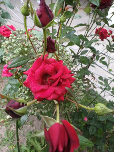 The image shows a close-up of red roses surrounded by green foliage and small green flower buds. The roses are in various stages of bloom, with some fully open and others appearing as closed buds. There is a garden in Kyzyl-Kyya, Kyrgyzstan.