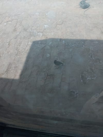 A common myna bird stands on a light-colored, rough-textured surface, possibly a paved area or a wall, in Chhina Uttar, Pakistan. The bird is predominantly dark in color with a yellow beak and yellow skin around its eyes. It is facing left, with its head slightly lowered. A shadow of an unseen object falls diagonally across the ground from the upper left. In the upper right corner, a tangled ball of grey wire or string is visible. The lower portion of the image is obscured by what appears to be a window or glass surface, showing some horizontal lines and a dark area at the bottom. There is also a partially visible bag with faint markings, including the number "2024", in the lower right portion of the frame, seen through the glass.