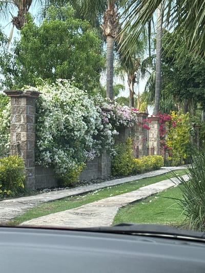 The image shows a roadside garden scene in Santa Ana Yancuitlalpan (Chilhuacán), Mexico. A stone wall runs along the side of the road. Flowers and green foliage cascade over the wall. Palm trees are visible behind the wall. A concrete sidewalk or walkway runs parallel to the wall, separated by a narrow strip of grass. The photo appears to have been taken from inside a vehicle, with a portion of the window frame visible on the right side.