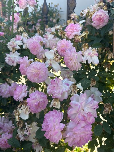 The media file shows a close-up view of a cluster of pink and white roses in bloom, interspersed with dried rose petals and green leaves. The roses are fully bloomed and appear to be a variety with many delicate petals, transitioning from a pale pink at the center to a lighter shade towards the edges. Some of the roses have hints of darker pink or purple on their outer petals, creating a variegated effect. Scattered among the fresh blooms are dried, brown rose petals and withered flower heads, suggesting that the roses are in various stages of their life cycle. The background consists of lush green leaves, some of which are catching sunlight, indicating an outdoor setting. The lighting suggests it could be daytime, possibly late afternoon or early morning given the soft quality of the light. There are no people or recognizable objects other than the roses and foliage visible in the frame. The overall impression is one of natural beauty and the cycle of growth and decay in a garden or natural setting. The location context of Derinkuyu İlçe Merkezi, Turkey, implies this scene is captured in that region. There is no visible text in the media file.