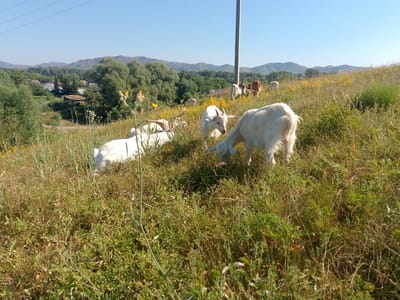 A herd of goats grazes in a grassy field on a sunny day. The goats are mostly white, with a few brown ones mixed in. They are scattered across the hillside, some grazing, some standing, and one is partially obscured by grass. In the background, there are trees and rolling hills, with a small cluster of houses visible in the distance. A utility pole stands tall in the middle ground. The sky is a clear blue, suggesting fair weather. The overall scene depicts a rural pastoral setting, likely in Kazakhstan, given the location context. The time of day appears to be late morning or early afternoon, given the bright sunlight and shadows.
