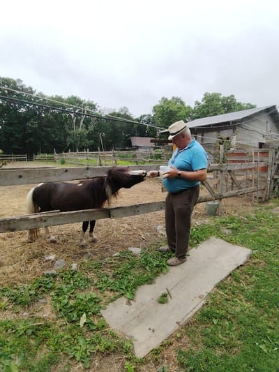 A man in a straw hat and blue shirt is feeding a miniature horse in a fenced-in paddock. The man is holding a white plastic container from which he is offering food to the horse. The horse is dark brown with a white mane and tail, and it is reaching its head over the wooden fence to eat. The paddock is filled with dry hay, and in the background, there is a rustic wooden barn and a line of trees under a cloudy sky. The image is taken outdoors in what appears to be a rural setting.