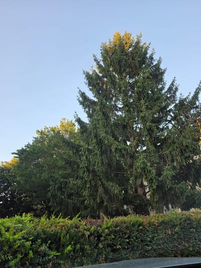 The image depicts a scene in Bischofsheim, Germany, featuring a large, mature evergreen tree, likely a spruce, dominating the center of the frame. Its dense, dark green foliage extends from near the bottom of the image to the top, with some branches catching the warm, golden light of what appears to be late afternoon or early morning sun. To the left of the evergreen, other deciduous trees with lush green leaves are visible, also partially illuminated by the sun. A meticulously trimmed hedge, composed of various green shrubs and some with reddish-brown foliage, runs along the bottom of the image, forming a verdant border. The sky above is a clear, pale blue, indicating fair weather. In the background, partially obscured by the trees and hedge, there are hints of buildings, suggesting a residential or urban fringe environment. No people or animals are present in the scene. The overall impression is one of natural beauty within a developed area.