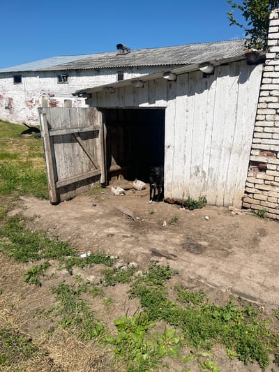 A black dog stands in the doorway of a weathered, white wooden structure, possibly a shed or barn, with a partially open wooden door. The structure is adjacent to a white brick building with a corrugated metal roof. The ground in front of the shed is dirt and sparse green vegetation. In the background, a larger white building with a similar corrugated roof is visible. The sky is clear and blue. The location is identified as Laprakasy, Russia.