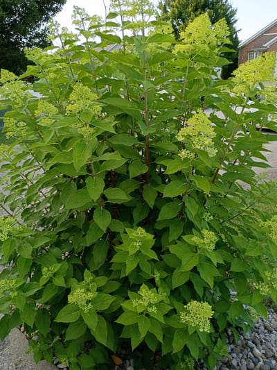 A dense, leafy green hydrangea bush with clusters of small, pale green flowers is shown in a full frontal, eye-level shot. The bush is situated outdoors, with a gravel path and landscaping stones at its base. In the background, a brick house with white trim and a dark roof is visible, along with a mature tree. The sky above is overcast and pale. The image was taken in Berea, United States of America.