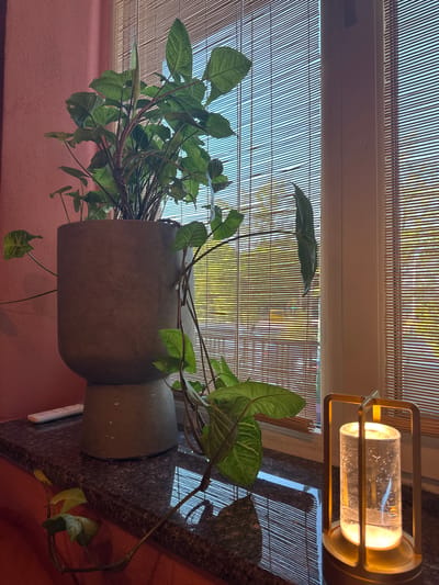 An indoor scene depicts a potted plant with large, green leaves situated on a dark, speckled countertop. To the right, a small, modern lamp with a clear glass cylinder is illuminated. The background features a window covered by bamboo blinds, through which a blurry view of trees and a street is visible. A light-pink wall is present on the left side of the frame. There are no people in the image. The scene appears to be a domestic interior. There is no information in the image to indicate it is located in Kolomyia, Ukraine.