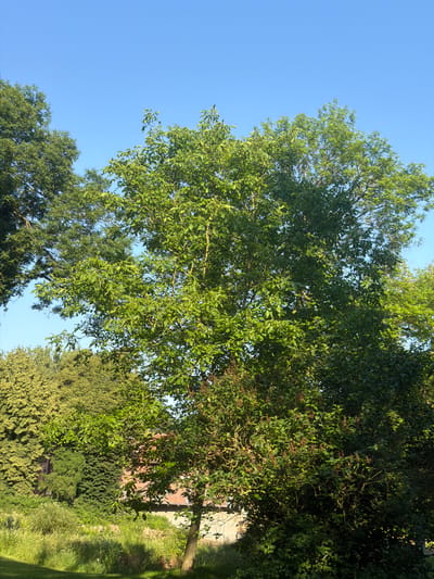 The image captures a sunny outdoor scene in Telgte, Germany, dominated by lush green foliage and a clear blue sky. In the foreground, a pathway is partially visible with green grass and scattered dry leaves, leading towards a cluster of trees and shrubs. A weathered brick building with a red-tiled roof is partially obscured by dense vegetation. The middle ground is filled with a variety of trees and bushes, including a large, leafy tree with lighter green leaves prominently featured in the center, and another darker green tree to its left. The background features more trees and the expansive blue sky. The lighting suggests it is daytime, with sunlight casting shadows and highlighting the vibrant colors of the vegetation. There are no people or animals visible in the image.
