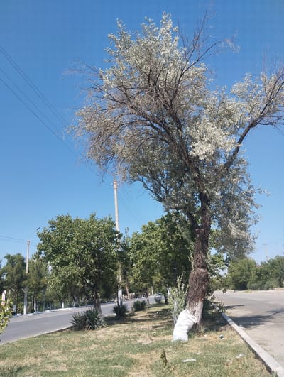 The image depicts an outdoor scene featuring a large tree with silvery-green leaves in the foreground, leaning towards the right. The tree's trunk is dark and textured, with some white material wrapped around its base. Behind this tree, there are several other trees with dense green foliage. A paved road runs along the left side of the image, bordered by a grassy area. In the background, more trees and some distant structures are visible, along with utility poles and power lines stretching across the clear blue sky. The overall setting appears to be a roadside or park area on a sunny day. There is no visible text in the image. The scene is likely set in Kiyat, Uzbekistan, given the location context.