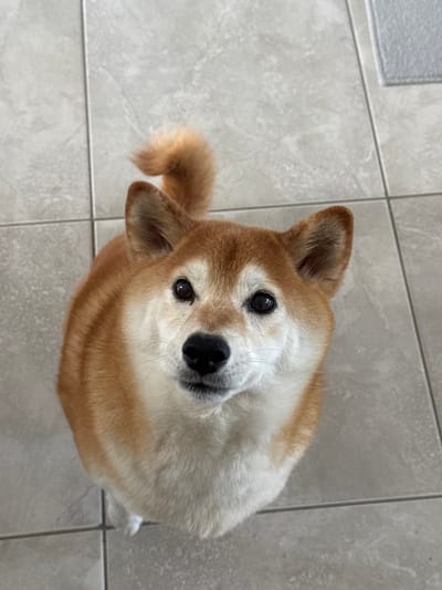 A Shiba Inu dog with tan and white fur sits on a tiled floor, looking upwards. The dog has pointed ears, dark eyes, and a black nose. Its tail curls over its back. The floor is made of light gray square tiles. In the background, a sliver of a light gray mat is visible. The image appears to be taken indoors, possibly in a residential setting. The specific location within Parekklisia Community, Cyprus, is not determinable from the visual information provided.