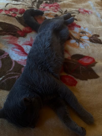 A dark gray cat is sleeping on its back on a floral blanket. The cat's head is tucked to its chest, and its legs are extended. The blanket is yellow with pink and red flowers. The scene is indoors, likely in a home in Shebarshino, Russia.