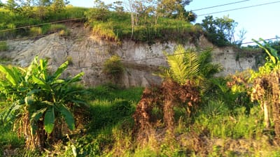 The image depicts a natural landscape scene, likely a roadside embankment, characterized by a steep, rocky cliff face. The cliff is predominantly a light, sandy color with visible layers and some vegetation clinging to its surface. Several power lines are strung across the scene, traversing horizontally in front of the cliff.
In the foreground, lush green vegetation dominates, including large-leafed plants that resemble banana trees on the left side of the frame and various grasses and smaller plants. To the right, there are also palm-like fronds and some dried, brown foliage, suggesting a mix of healthy and decaying plant life. The overall environment appears to be rural or semi-rural, with abundant natural growth. The sky is visible at the top of the image and is clear blue.
The provided location context, "Seuneubok, Indonesia," suggests this scene is situated within a region of Indonesia. Without further information, specific details about the urban environment of Seuneubok, such as buildings or distinct landmarks, cannot be identified from the image itself. The scene focuses on the natural topography and surrounding flora. There are no people or animals visible in the image.