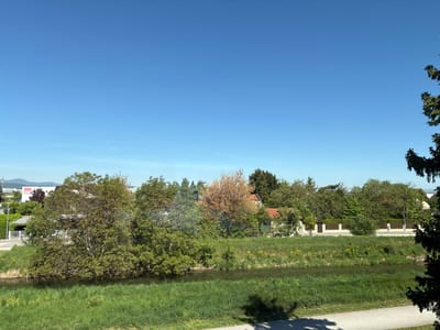 The image depicts a canal or river in Wiener Neustadt, Austria. The water is partially obscured by tall green grass growing along the bank. Beyond the river, a dense line of trees and bushes separates the river from residential buildings, some with visible red roofs. A white fence runs along part of the perimeter of the properties. The sky is a clear, bright blue. A large evergreen tree is partially visible on the right edge of the frame. The foreground shows a section of a pavement and shadow. The scene is outdoors, during daylight hours. A commercial building is visible in the background on the left.