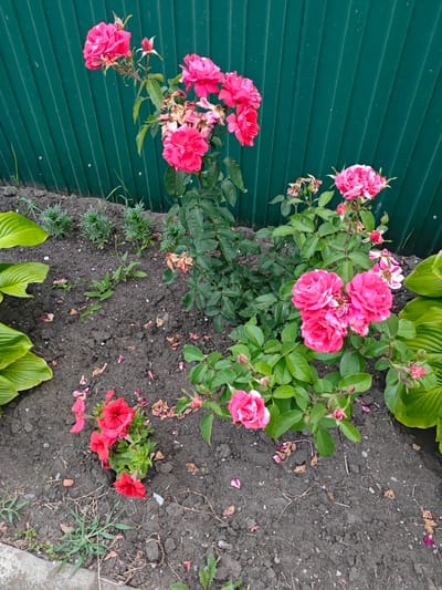 The image shows a garden bed with several blooming pink roses, a cluster of red petunias, and large green hosta leaves. A dark green corrugated metal fence serves as the backdrop. The ground is dark soil, with some scattered fallen petals and dry leaves, and a concrete edge is visible in the lower left corner. The scene appears to be outdoors, with natural lighting. The location is identified as Peschanok, Russia. There are no people visible in the image.