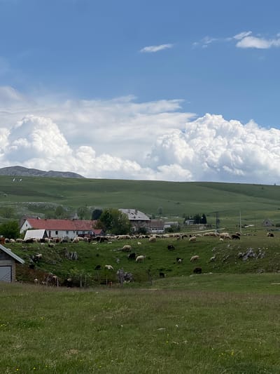 The image shows a landscape in Pišče, Montenegro. The scene features a blue sky with white clouds covering the left side of the frame. On the right side, there is a green grassy hillside with a herd of sheep grazing. Buildings with red roofs are nestled along the hillside. Power lines are visible stretching across the scene. The environment appears rural and mountainous.