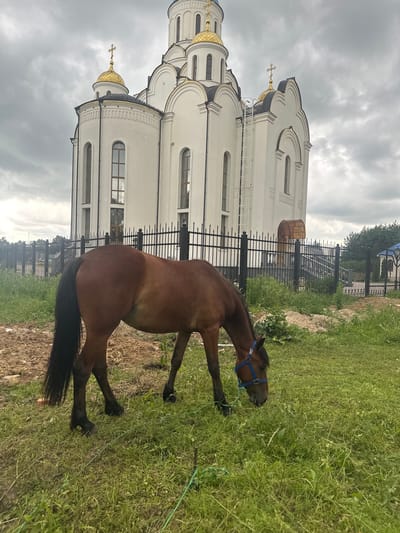 A brown horse wearing a blue halter stands on a grassy field, its head lowered to graze. Behind the horse, a white Orthodox church with golden domes is visible, featuring arched windows and ornate architectural details. A black metal fence separates the church grounds from the grassy area where the horse is present. The sky is overcast with clouds, suggesting a cloudy day. The image appears to be taken in an outdoor setting, possibly a park or a rural area near a church, consistent with the location context of Gorki Leninskiye, Russia. There is no visible text in the image.