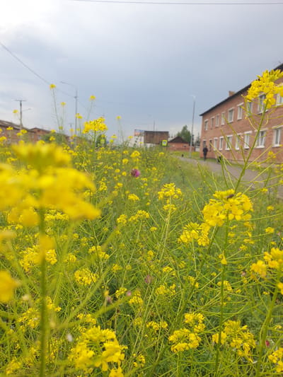 The image depicts a close-up view of yellow wildflowers growing in a field on a cloudy day in Ust-Ordynsky, Russia. In the background, a brick building with white-framed windows and a few trees are visible. A person is walking away from the camera on a paved path next to the building. There are also power lines and streetlights visible in the distance. The wildflowers dominate the foreground, with some out of focus and others in sharp detail. A small insect is perched on one of the flower stalks.