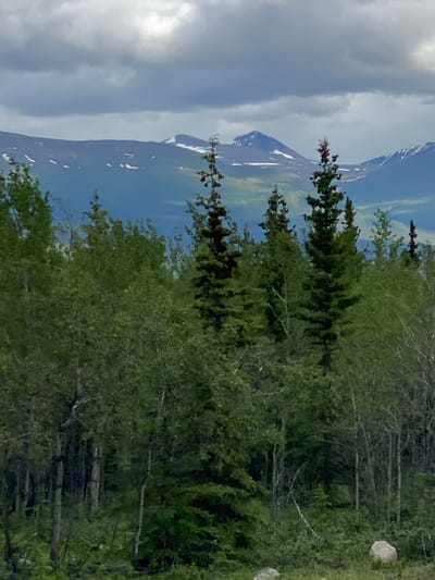 This is an outdoor, landscape photograph taken in Haines Junction, Canada. The scene depicts a dense forest in the foreground, with various types of trees, including evergreen and deciduous varieties, obscuring the view of the background. The trees are a vibrant green, indicating it is likely spring or summer. In the distance, mountains are visible, with snow caps on their peaks. The sky above is cloudy, with a mixture of dark and light gray clouds. The overall impression is one of a natural, untamed wilderness. There are no people or animals present in the image, and no specific actions or interactions are captured. The photograph appears to be taken from a slightly elevated position, looking out over the forest towards the mountains.