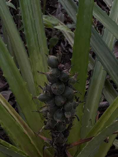 A cluster of small, green, round fruits, possibly immature pineapples, hangs from a plant with thick, green, spiky leaves. The fruits are arranged in a spiral pattern, and each has a pointed tip and dark brown, dried remnants of flower parts. The leaves are long and sword-shaped, with serrated edges, and are characteristic of a bromeliad or pineapple plant. The background consists of dark soil and some out-of-focus green foliage, suggesting an outdoor environment. The image appears to be taken from a slightly low angle, looking up at the fruit cluster. The overall lighting is dim, and the focus is sharp on the fruits and immediate leaves.
