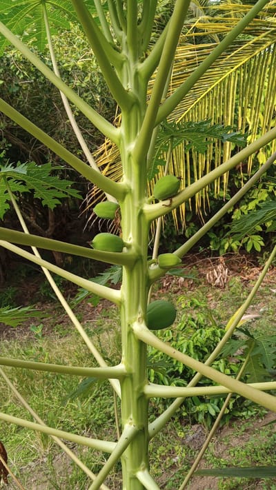 A close-up, eye-level, vertical shot showcases a papaya tree's thick, green trunk with several developing green papayas. The trunk is segmented, with light brown scars where branches and leaves have previously attached. Sprawling from the trunk are numerous light green branches, some extending horizontally and others diagonally upwards. These branches vary in thickness, with the main trunk being the widest. Six green papayas are visible, attached to the trunk and branches. Five of these are small and oval-shaped, while one larger, rounder papaya is positioned lower on the trunk. Leaf fragments, predominantly green with serrated edges, are scattered throughout the frame, attached to the main trunk and some branches. In the background, lush green foliage forms a dense backdrop, with hints of lighter green leaves and some yellowish palm fronds visible to the right. The ground is covered with dry leaves and sparse green grass. The image was taken in a natural outdoor environment, likely a garden or yard, within the city of Cotjrat, Indonesia.