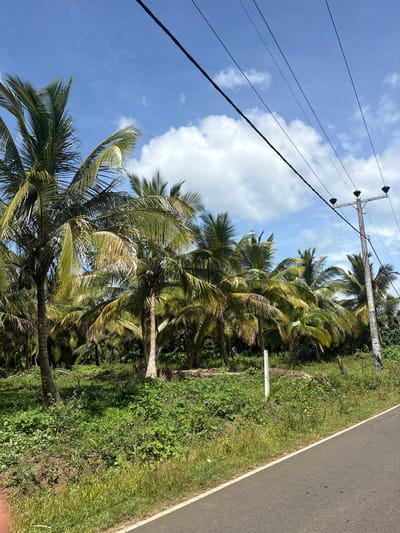 The image shows a roadside view in an unspecified location in Sri Lanka, likely a rural or semi-rural area given the presence of numerous coconut palm trees. A paved road with a white line marking the edge runs diagonally from the lower right corner across the bottom of the frame. To the left of the road, there is a dense growth of lush green vegetation, including tall grasses and smaller bushes, bordering a slope leading up to a dense plantation of mature coconut palm trees. These trees are characterized by their tall, slender trunks and large fronds, some of which appear to be yellowing. A utility pole with several crossarms and insulators stands on the right side of the road, supporting multiple dark electrical wires that stretch across the upper portion of the image against a bright blue sky with scattered white clouds. The overall scene is bathed in natural daylight, suggesting it was taken during the day. There are no people or vehicles visible in the image.