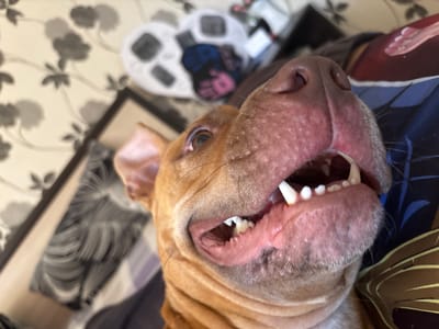 A close-up, low-angle shot shows the face of a brown dog with its mouth open, revealing its teeth and pink gums. The dog's head is tilted back, with one ear visible on the left. Its nose is large and pink. The dog is lying on a patterned surface with floral and geometric designs. In the background, there are blurry objects, possibly a scale. The location is unspecified, and there is no information to indicate it is Mihailovo, Bulgaria. No people are visible in the image.