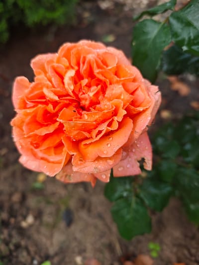 A close-up, overhead shot captures a vibrant orange rose in full bloom, speckled with glistening water droplets. The rose is the primary subject, its ruffled petals creating a textured surface that catches the light. The background is softly blurred, revealing dark soil with scattered fallen leaves and green foliage to the right, suggesting an outdoor garden setting. There are no people or animals visible in the image. The scene is located in Лужники Снт, Russia.