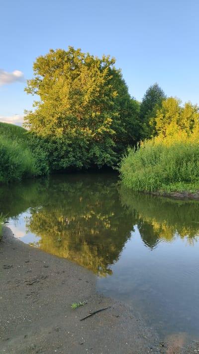 An outdoor, eye-level, vertical-format, wide shot captures a body of water reflecting trees and the sky under a bright, clear, blue sky. The water, which occupies the lower half of the image, is a dark, murky green and exhibits subtle ripples. The left bank of the water is sandy and muddy, with some sparse green vegetation growing on it. The right bank is densely covered with tall, green grass and some bushes. Behind the banks, a large, lush green tree with sunlit yellow-green foliage dominates the center of the frame. To the right of this large tree, several other trees and dense green foliage are visible, with some of them illuminated by the sun. The reflection of the trees and sky is clearly visible in the water. The scene is serene and natural, with no signs of human presence. The location is identified as Malaya Shil'na, Russia.