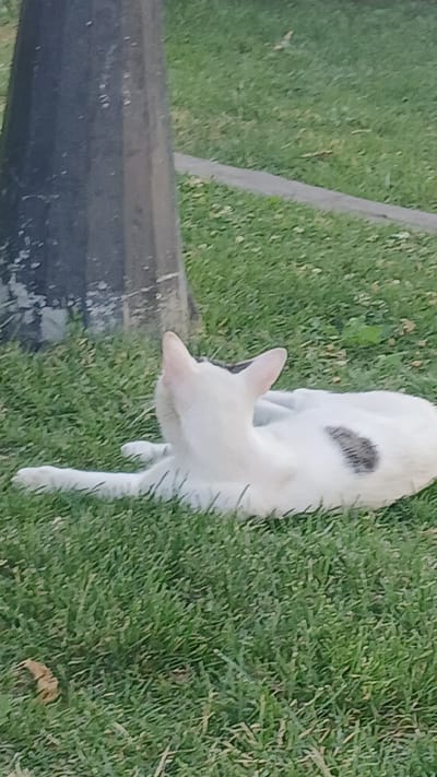 A white cat with a dark grey patch on its back is lying on a grassy lawn. The cat is facing left and appears to be looking down. There is a dark, rectangular object in the foreground, possibly a curb or a planter box. The grass is green and appears to be well-maintained. Some dry leaves are scattered on the grass. The image is taken from a high angle, looking down at the cat and the surrounding area. The lighting suggests it may be daytime. The scene is a typical outdoor setting, likely a garden or park. No people or text are visible in the image.