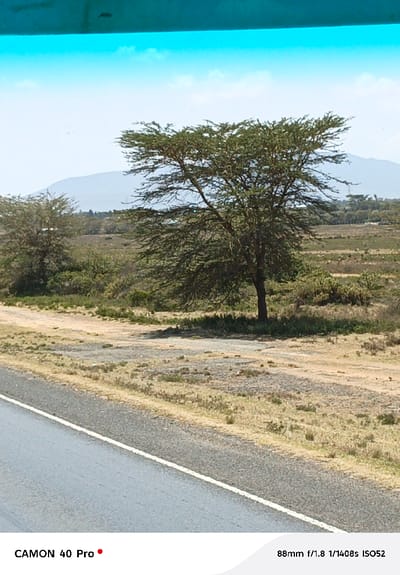The image depicts a rural landscape within Hells Gate ward, Kenya, viewed from an elevated perspective, likely through a vehicle's tinted windshield, indicated by the turquoise band at the top. In the foreground, a dark gray paved road with a single solid white line on its left edge is visible. Adjacent to the road is a dry, sparsely vegetated shoulder or dirt track. The midground features dry grass, scrubland, and several trees, with a prominent, large acacia-like tree positioned centrally, casting a shadow to its right. Beyond this, the terrain continues as arid bushland with distant, hazy mountains or hills under a pale blue sky with scattered clouds. No people are visible. No explicit actions or interactions are depicted. The only non-environmental details are "CAMON 40 Pro" and "88mm f/1.8 1/1408s ISO52" text overlays at the bottom of the frame.