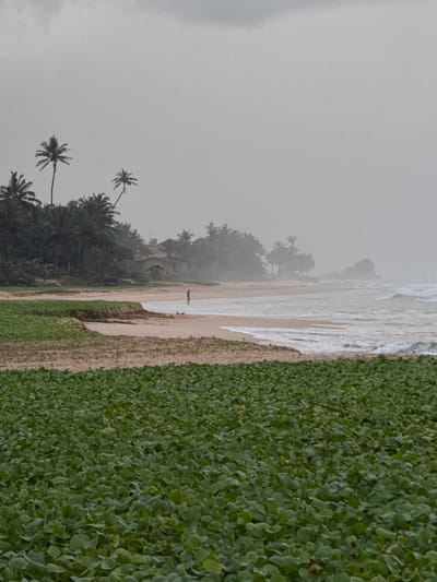 This media file depicts a tropical beach scene in Koggala, Sri Lanka, under overcast, foggy, or misty conditions, suggesting either early morning, late afternoon, or a generally inclement weather day. The dominant feature is the ocean, with gentle waves lapping onto a sandy shore. Along the edge of the beach, lush green vegetation, possibly morning glory or similar ground cover, forms a dense carpet.
In the background, silhouetted palm trees and denser foliage line the coast, with some structures or buildings partially obscured by the mist, hinting at a resort or inhabited area. The overall atmosphere is serene and slightly melancholic due to the muted light and fog.
A solitary figure is visible standing on the wet sand near the water's edge, their presence small against the vastness of the beach and ocean, suggesting contemplation or a quiet moment. Another dark shape, possibly a dog or another person, is near the water's edge further down the beach.
The composition is oriented vertically, with the beach and ocean running from top to bottom on the left side of the image and the dense greenery occupying the right side. The low visibility due to the weather creates a sense of depth and mystery in the landscape. No visible text is present in the image.