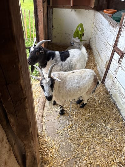 The image depicts the interior of an animal enclosure, likely a barn or stable, located in Egestorf, Germany. The floor is covered with a layer of dry, golden-brown straw over a concrete or dirt base.

Two domestic goats are present within the enclosure. The goat in the foreground is predominantly white with black and brown markings. It features a black face with a distinctive white stripe running down its nose, a long white beard, and curved, ridged horns pointing upwards and slightly outwards. A small yellow ear tag is visible on its right ear. This goat is positioned facing slightly towards the viewer, with its head turned.

Behind the foreground goat, a second, larger goat is partially visible, primarily its head and upper body. This goat has black and white markings, a black head with backward-curving horns, and appears to wear a dark collar. It is looking towards an open doorway situated on the left side of the frame.

Through this doorway, a brightly lit outdoor area is visible, showcasing vibrant green grass and thin wooden posts, suggesting an external fence line. The interior walls of the enclosure are painted white, but exhibit significant wear, peeling, and exposed, unpainted sections, particularly on the right side. In the back-right corner of the enclosure, a partially open white and green bag, possibly containing feed, stands upright against the wall. Above it, an orange and a green plastic bucket are stacked. A rustic, ladder-like wooden structure with rusty metal components is affixed to the white wall on the right. A large, rough-hewn wooden beam or door frame partially obscures the left side of the scene.