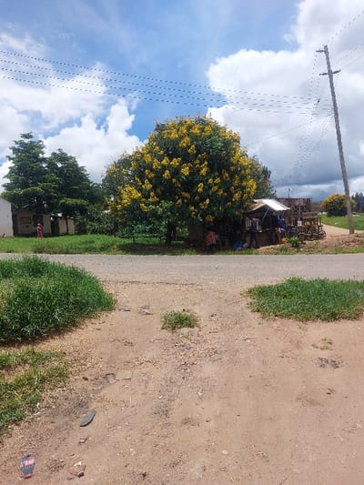 The image depicts a roadside scene in Kimamba, Tanzania. In the foreground, an unpaved dirt surface shows scattered debris including a fragment of a red and black flip-flop and a clear plastic bottle, along with sparse patches of green grass. A paved road runs horizontally across the midground, intersecting with an unpaved dirt road extending to the right.
To the left of the intersection, a light-colored, single-story building with a dark roof is partially visible, accompanied by dense green trees. A person in a red patterned garment stands near this building. Centrally, a large tree covered in yellow blossoms dominates the midground. To its right, a roadside stall with a corrugated metal roof is present, with several individuals visible, one wearing a blue top. Wooden structures, resembling benches or tables, are arranged outside the stall. A wooden utility pole with multiple overhead power lines stands to the right of the yellow-blossomed tree, with the lines extending across the upper frame. Further right, along the dirt road, another smaller tree with yellow blossoms is visible. The sky is blue with scattered white cumulus clouds.