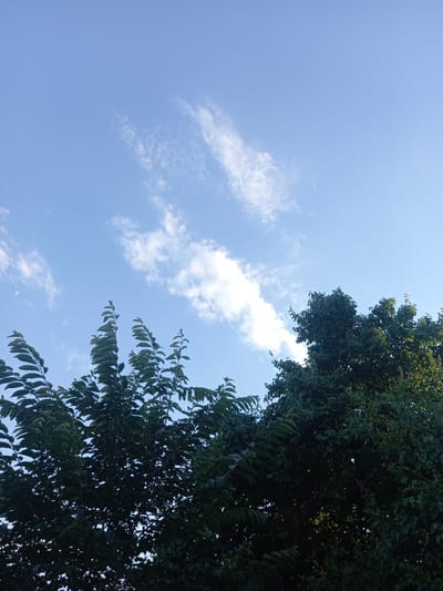 This is a low-angle shot looking up at a bright blue sky with scattered white clouds. On the right side of the frame, a dense canopy of dark green leaves from a tree fills the upper portion, with branches extending downwards and outwards. The leaves are tightly packed, obscuring much of the sky behind them. Some sunlight filters through the leaves, creating dappled lighting effects. A small, faint crescent moon is visible in the lower left quadrant of the sky. The scene appears to be outdoors during the daytime, with clear weather and pleasant lighting. The location is Keles, Uzbekistan, suggesting a potentially warm climate. There is no visible text in the image.