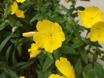 The image shows a close-up view of yellow flowers with green leaves. The flowers are vibrant yellow with delicate petals and visible stamens in the center. Some of the flowers are in full bloom, while others are partially open. The leaves are a deep green and appear to be elongated and pointed. The background is a blur of green foliage and hints of light gray, suggesting an outdoor setting. There is no indication of any specific location within the city of Shaki, Azerbaijan. The scene is static, with no people or discernible actions taking place. The focus is solely on the natural beauty of the flowers and plant life.