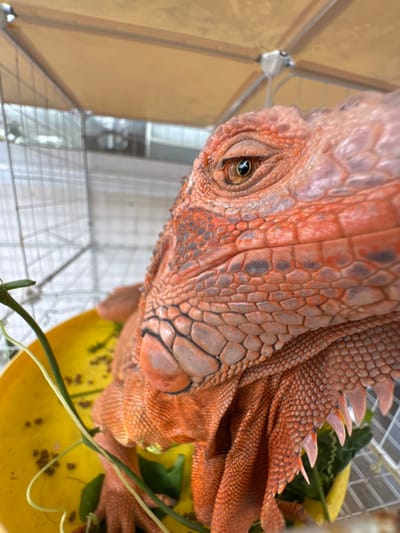In Baan Nai Wok, Thailand, a close-up image captures the head and upper body of an orange-red iguana. The reptile's skin displays prominent, textured scales, with darker grey-brown patches on its face. Its right eye, partially open, shows an amber iris with a dark, horizontally elliptical pupil. The iguana is positioned above a bright yellow bowl containing green foliage and scattered dark, granular pellets. Visible claws are present on one of its forelimbs. The background shows blurred wire mesh, indicative of an enclosure, topped by a light beige or tan canvas roof structure.