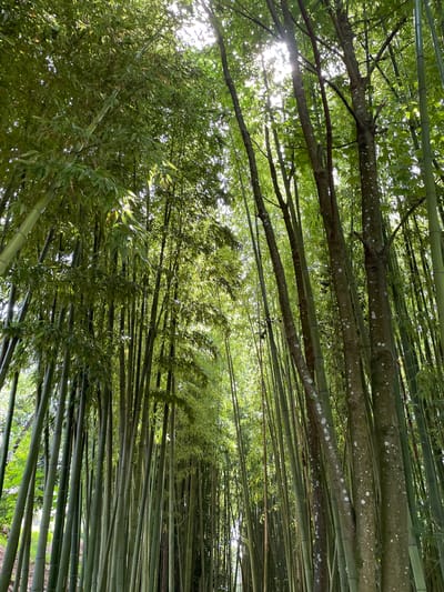 The image shows a dense grove of bamboo trees with sunlight filtering through the canopy. The bamboo stalks are tall and slender, varying in shades of green. Some thicker, darker tree trunks with white spots are interspersed among the bamboo. The leaves are a vibrant green, creating a lush and natural setting. The scene appears to be a path or clearing within a bamboo forest. No people or animals are visible.