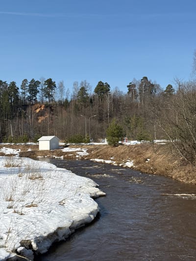 The image displays a late winter or early spring landscape in Oleshkovo, Russia, under a clear blue sky. A brown-colored river with visible currents flows through the foreground. The river's left bank is partially covered in snow and dry, light-colored vegetation. A small, white, single-story building with a gray sloped roof and a double door is centrally located on this bank, positioned slightly above the water level. Further back, two streetlights with curved arms are visible, suggesting the presence of a road or pathway. Beyond this area, an eroded, reddish-brown cliff face rises, topped by a dense forest primarily composed of pine trees, interspersed with bare deciduous trees. The right bank of the river is covered with dry, brown grasses and bare tree branches. No individuals or discernible actions are depicted.