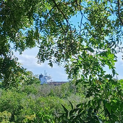 The image displays a distant, large cargo or tanker vessel seen through an irregular frame of dense green foliage in the immediate foreground. The vessel, featuring a white hull and superstructure with darker grey components on its bridge and masts, is partially visible above a layer of midground green vegetation. The sky is bright blue with scattered white stratocumulus clouds. No individuals are discernible. The scene depicts an outlook over the Port of Tanga, Tanzania, characterized by a lush, vegetated coastal environment under daylight conditions.