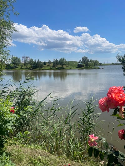 The image depicts a serene lakeside scene in Andreevo-Melent'evo, Russia. The foreground is dominated by lush green reeds and grass, with vibrant pink roses blooming prominently on the right side, their petals catching the sunlight. A single red rose is visible to the left, nestled amongst green foliage. Beyond the reeds, a calm lake stretches out, its surface reflecting the bright blue sky dotted with fluffy white clouds. The far bank of the lake is lined with a variety of trees, and a small, rustic wooden structure, possibly a gazebo, can be seen amongst them. Further in the distance, a red lattice tower stands tall against the horizon. The overall atmosphere is one of peaceful natural beauty.