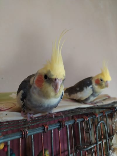 Two cockatiels are perched on the bars of a cage in Bilajari, Azerbaijan. One cockatiel is in the foreground, facing left and looking down. It has a yellow crest, orange cheeks, and a grey and white body. The other cockatiel is in the background, facing right and looking away from the camera. It has similar coloring to the foreground cockatiel. The cage bars are made of metal and have red wire wrapped around them. The background is a pale, textured wall. The lighting suggests it is daytime, and the environment appears to be indoors. No text is visible in the image.