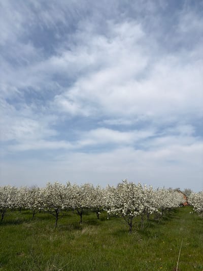 The image captures a landscape in Topola Municipality, Serbia, featuring rows of flowering trees (possibly fruit trees) in full bloom, lined up along the edge of a grassy field. The trees are adorned with white blossoms. Adjacent to the trees, the field is covered in green grass. The sky occupies the majority of the image, displaying a mix of white and blue, with streaks of clouds. The overall impression is one of a blooming orchard or agricultural area, with a clear and cloudy sky overhead. The image is taken at an oblique angle, appearing slightly rotated.