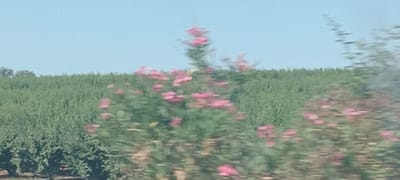The image shows a blurry outdoor scene with a bright blue sky above a dense green field. In the foreground, several pink flowers are visible, some appearing as distinct blooms while others are indistinct blurs. The overall impression is of a landscape viewed from a moving vehicle, given the motion blur present throughout the image. The image does not provide any specific details about the city of Don Benito, Spain, or any discernible human activity.
