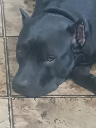 This media file is a close-up, slightly blurry photograph of a black pit bull type dog lying on a tiled floor. The dog is the sole subject. Its head is resting on the floor, with its eyes open and looking forward, conveying a sense of calm or slight weariness. The dog's ears are visible, one slightly folded over. The tiled floor has a pattern of beige and brown squares, suggesting an indoor setting. There are no humans, visible text, or indications of the time of day or weather. The overall mood is tranquil.