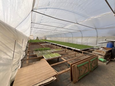 The image displays the interior of a large, elongated greenhouse or polytunnel, located in Krško, Slovenia. The structure is covered with white, translucent plastic sheeting stretched over a metal framework, providing diffused natural light. The floor consists of bare earth. Along the right side of the greenhouse, an elevated, rectangular bed holds a dense, continuous mat of small green plants. Throughout the central and left portions of the facility, multiple white plastic trays, each containing numerous small green seedlings, are arranged on various wooden bench-like structures. Several sections of these wooden frames are empty. In the right background, a blue plastic barrel, a dark container, and a green watering can are visible on the floor, alongside exposed metal piping running horizontally. In the immediate foreground, two light-brown, folding tables with green metal supports are stacked vertically against a wooden frame, and a pile of wooden panels rests on the ground to the left. No individuals are present in the scene. The environment is clearly configured for plant propagation and cultivation.