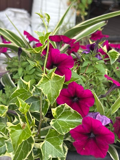 In the city of Птицевод-2 Снт, Russia, a close-up shot captures a vibrant potted plant. The foreground is dominated by the lush green and variegated leaves of an ivy plant, its leaves featuring a creamy yellow margin. Interspersed among the ivy are several blooming petunias, their petals a striking deep magenta color with dark centers. The petunias are in various stages of bloom, with some fully open and others still budding. The background is softly blurred, suggesting an outdoor setting with hints of other greenery and structures, possibly part of a garden or patio area. The overall impression is one of natural beauty and a well-maintained floral arrangement.