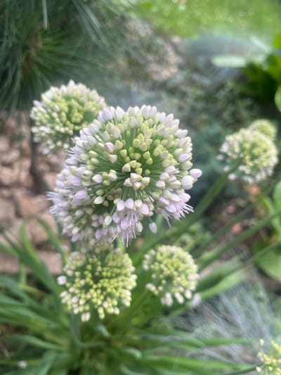 The image shows a close-up of spherical white onion flowers blooming in a garden. The flowers are composed of numerous small buds and some open florets with delicate white petals. The foreground is dominated by the main bloom, with other smaller clusters of flowers visible in the background, some in focus and some blurred. The surrounding environment consists of green foliage and a textured ground surface, possibly gravel or dry soil, with hints of other plants and greenery in the out-of-focus background. The lighting suggests it is daytime, with a soft, natural light illuminating the flowers. There are no people or animals present in the image. The image is likely taken in a residential garden or park setting. The image is not specific to the city of Староживотинное, Russia.