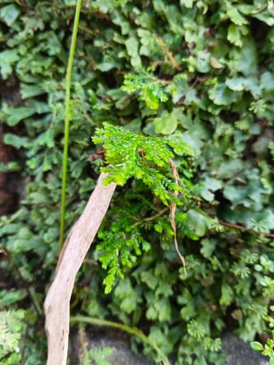 A patch of vibrant green, miniature fern-like plants covers a textured surface. One bright green stem with feathery leaves stands out, partially leaning on a pale, thin twig. Behind it, a mosaic of similar greenery creates a dense backdrop, with varying shades of green and textures adding depth to the composition. The scene suggests a thriving, miniature ecosystem.